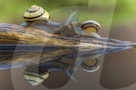 Snail