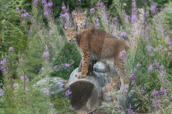 Lynx