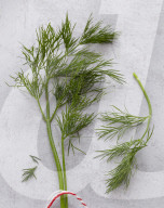 Dill