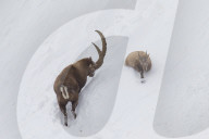Rutting Season 