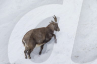 Nanny in the Snow