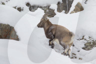 Nanny in the Snow