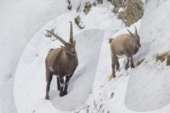 Rutting Season 