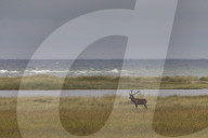 Red Deer at Baltic Sea