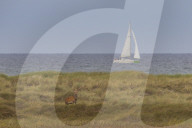 Red Deer at Baltic Sea