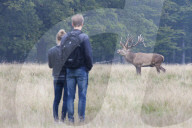 People looking at red deer
