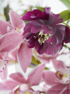 Pink Orchids and Lenten Roses