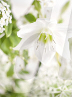 Amazon Lily and Guelder Roses