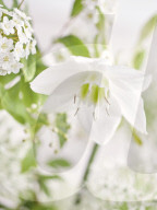 Amazon Lily and Guelder Roses