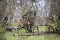 Common Waterbuck