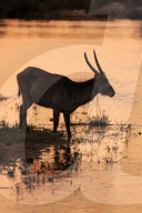 Common Waterbuck