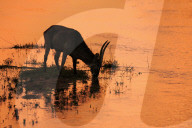Common Waterbuck