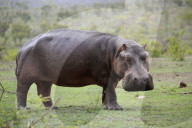 Hippopotamus 