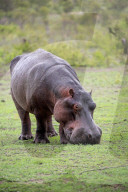 Hippopotamus 