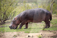 Hippopotamus 