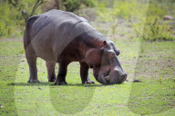 Hippopotamus 