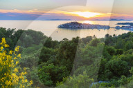 View over blooming broom on Primosten and its bay