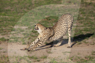 Cheetah