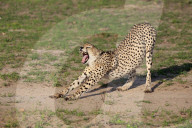 Cheetah