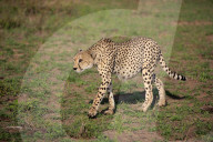 Cheetah