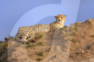 Cheetah