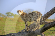 Cheetah
