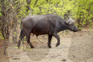 African Buffalo 
