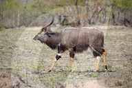 Nyala