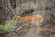 Female Steenbok