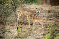 Impalas