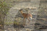 Male Steenbok