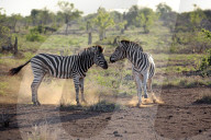 Plains Zebras