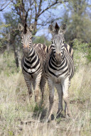 Plains Zebras