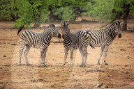 Plains Zebras