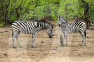 Plains Zebras