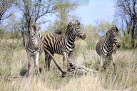 Plains Zebras