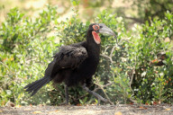 Southern Ground Hornbill