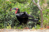Southern Ground Hornbill