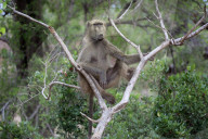 Chacma Baboon