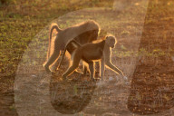 Chacma Baboons