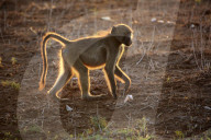 Chacma Baboon
