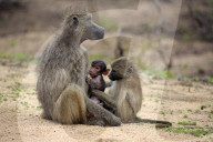 Chacma Baboons