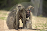 Chacma Baboons