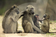 Chacma Baboons
