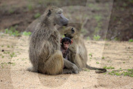 Chacma Baboons
