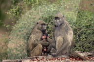 Chacma Baboons