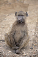 Chacma Baboon