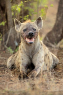 Spotted Hyena