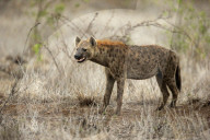 Spotted Hyena