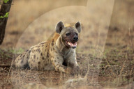 Spotted Hyena